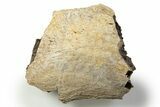 Fossil Tyrannosaur (T rex) Bone Section - Wyoming #314030-1